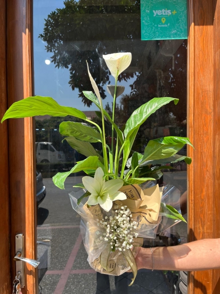 BARIŞ ÇİÇEĞİ