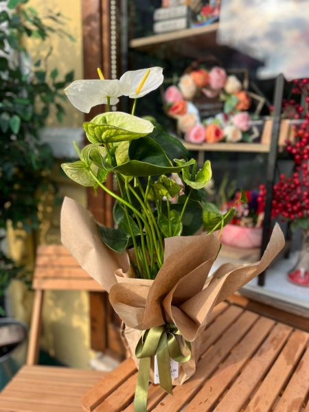 Beyaz Antryum Saksı Çiçeği