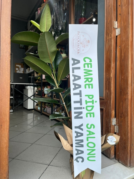 Kavucuk Saksı Bitkisi Tekli