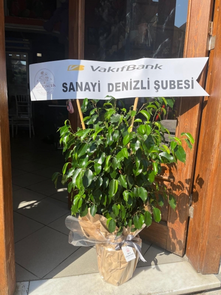 BENJAMİN SAKSI BİTKİSİ