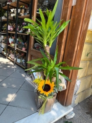 Yucca Saksı Bitkisi