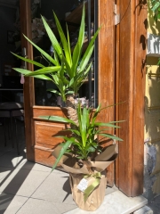 Yucca Saksı Bitkisi