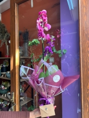 tek dal mor orkide