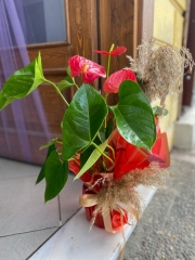 antoryum saksı çiçeği