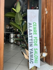 Kavucuk Saksı Bitkisi Tekli