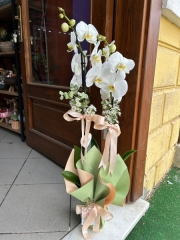çift dal orkide