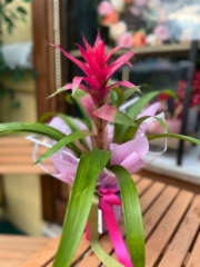 Pembe Guzmanya