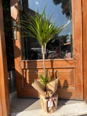Marginata Saksı Bitkisi